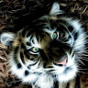 Meet your Posher, Sue